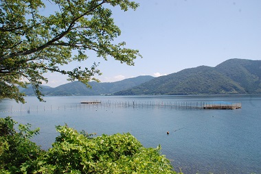 日本の淡水にすむハゼ　フィールド画像　（琵琶湖大門浜　滋賀県）