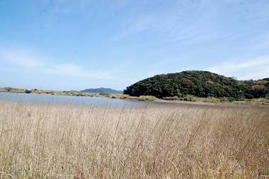 和歌山の汽水にすむハゼ　フィールド画像　（阿尾の湿地　日高町）