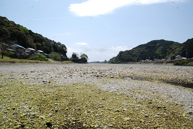 和歌山の汽水にすむハゼ　フィールド画像　（古座川河口　串本町）