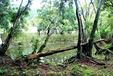 和歌山の淡水にすむハゼ　フィールド画像　（湿地、古座川町）