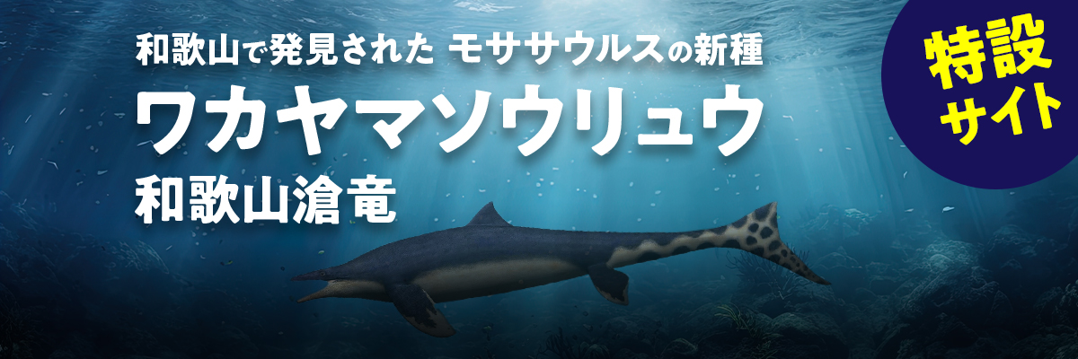 ワカヤマソウリュウ