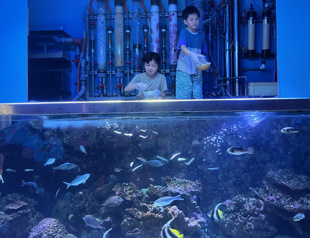 魚にエサをやろう