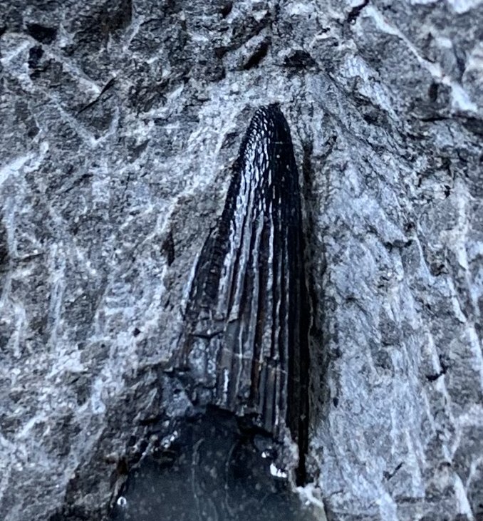 恐竜化石調査に参加しよう!!