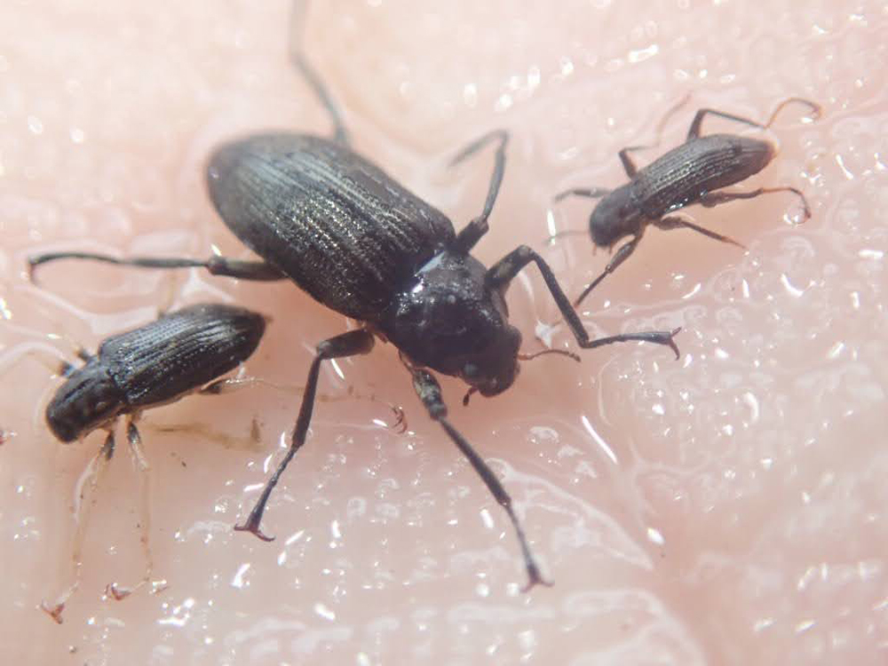 川の生き物を探そう