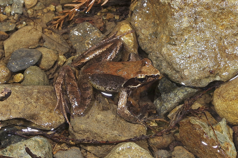 講演会 内外カエル探訪記