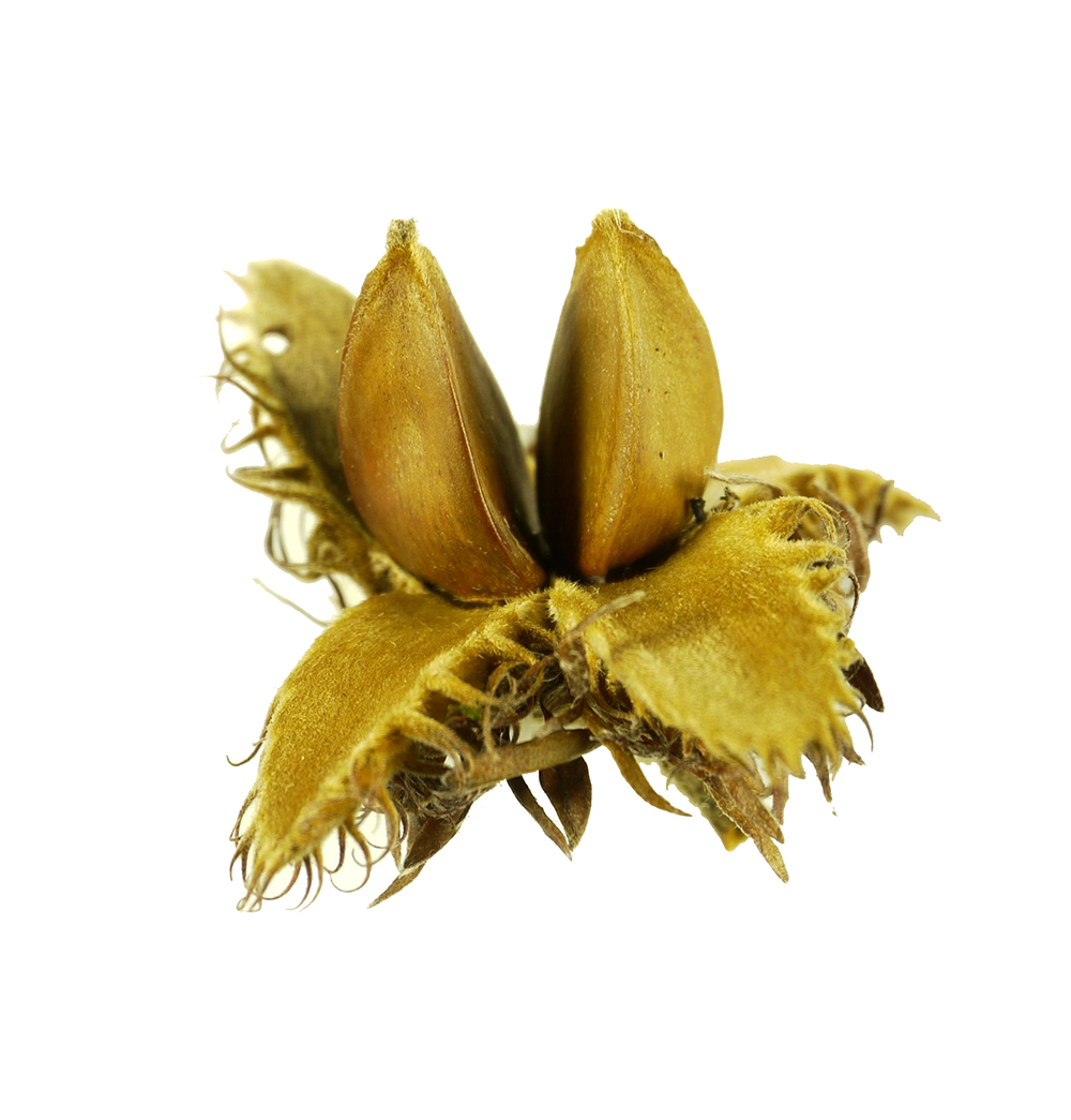 森の宝箱を作ろう