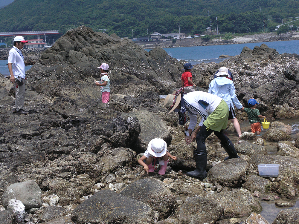 はたらくナマコの観察会