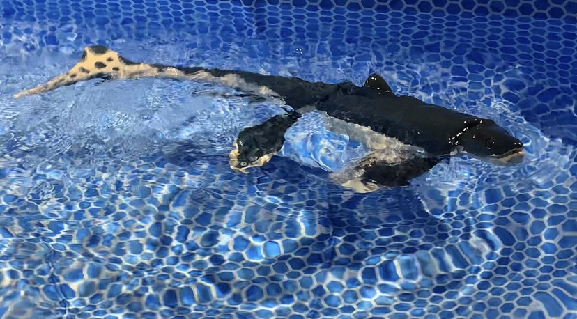 およげ!ワカヤマソウリュウロボ