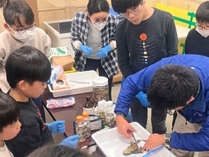 両生・は虫類の標本を作ってみよう