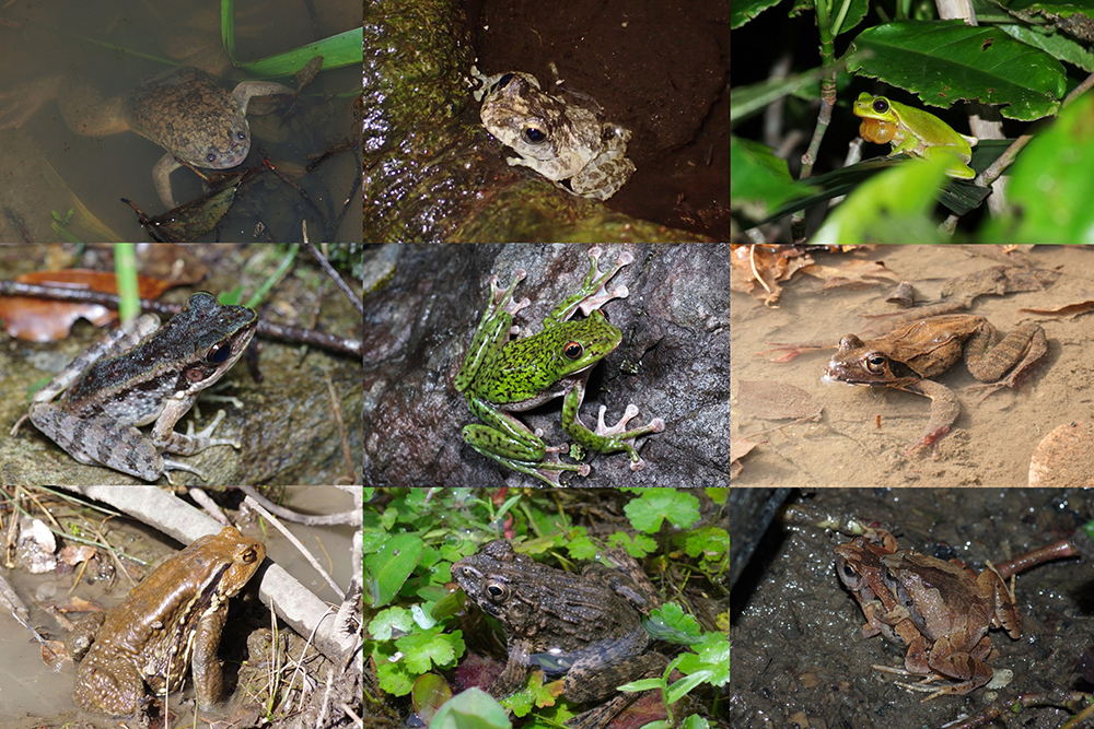 特別展 大カエル展