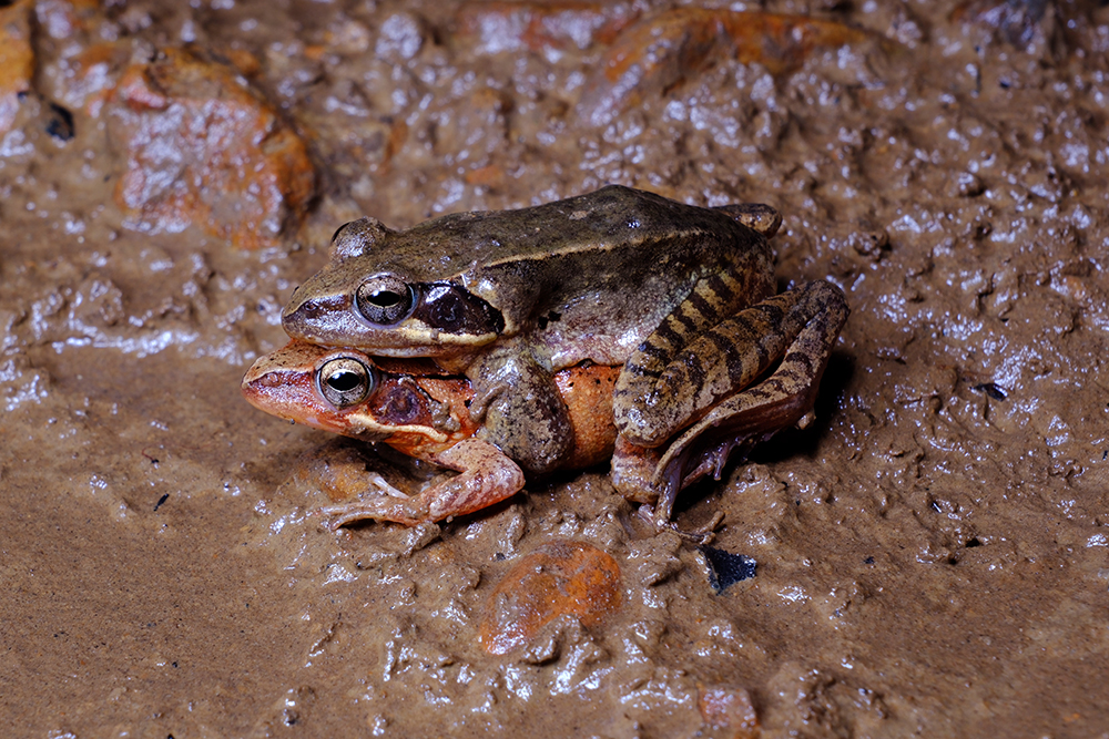 カエルの卵の観察会