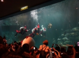 大水槽 黒潮の海