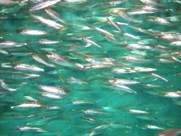 群れる魚