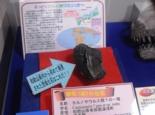 肉食恐竜の歯