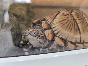 カブトニオイガメ