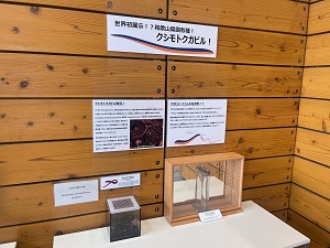 クシモトクガビル