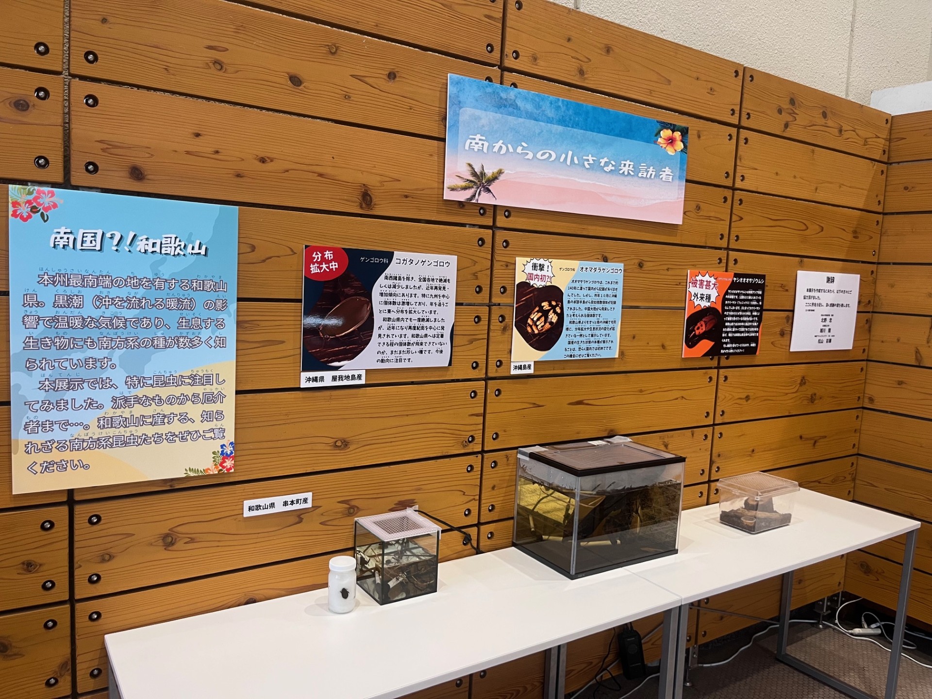 南からの小さな来訪者