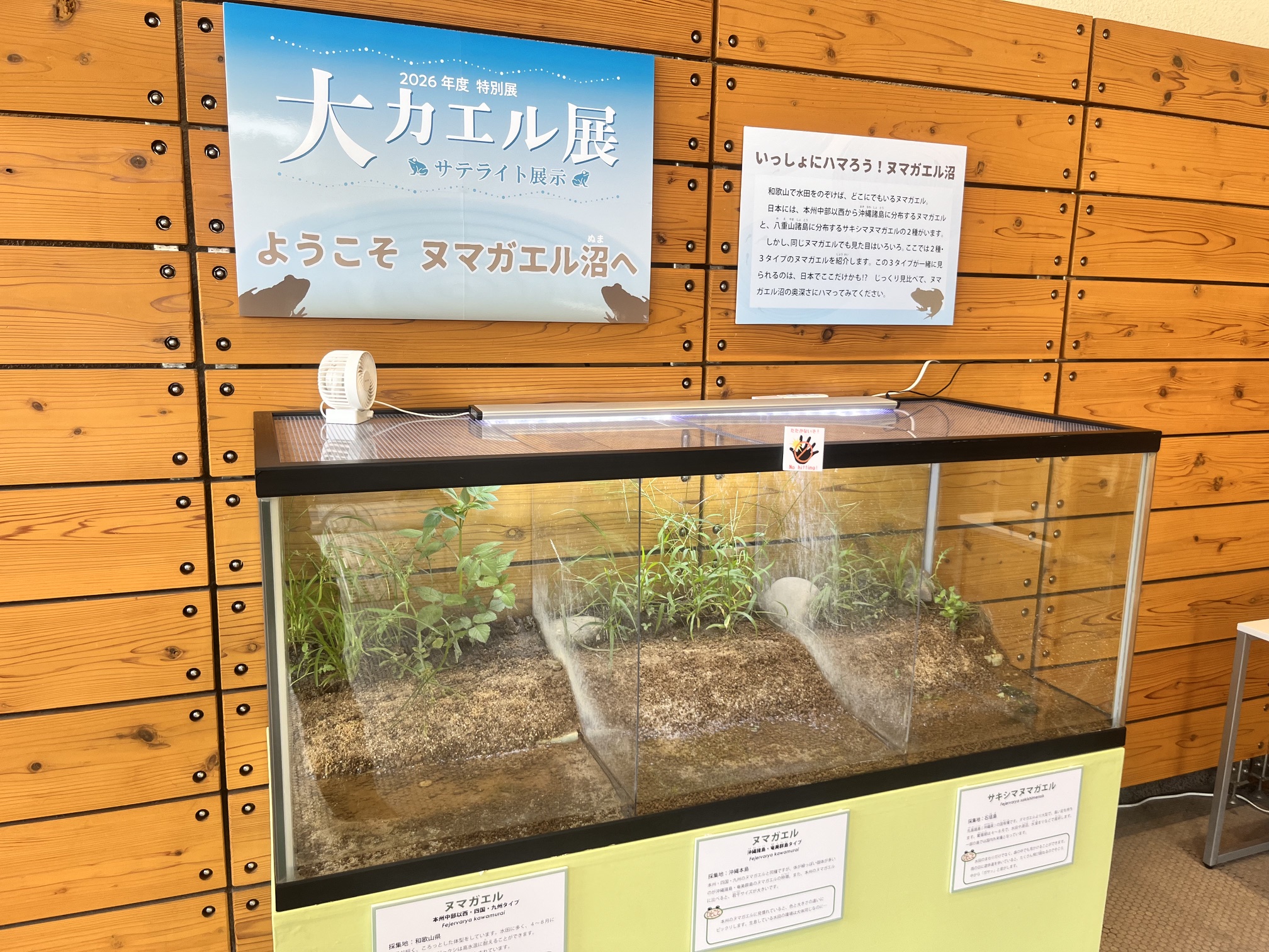 ようこそヌマガエル沼へ