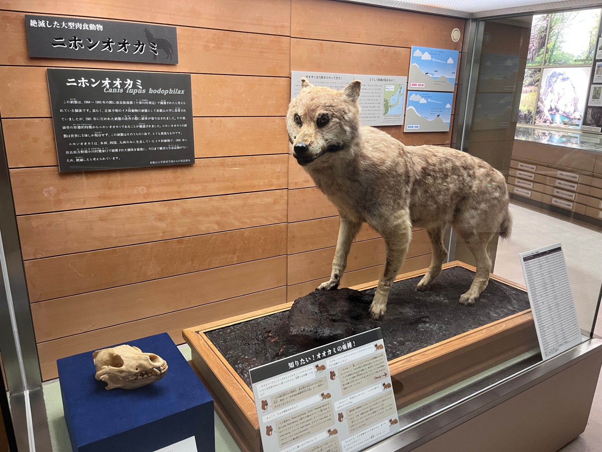 ニホンオオカミ