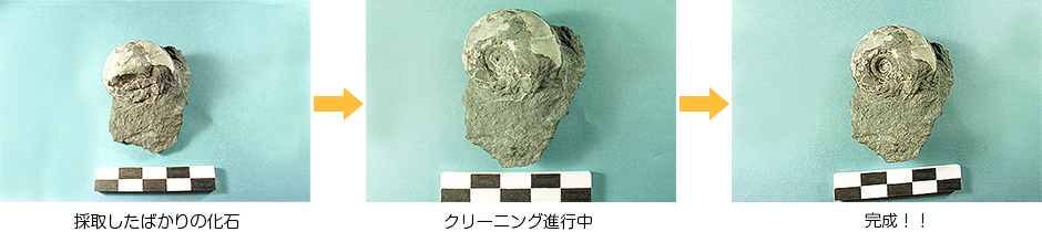 化石探し中