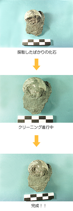 化石探し中