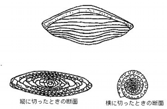 フズリナって、なに？