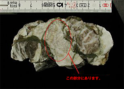 サンゴの化石