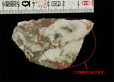 サンゴの化石
