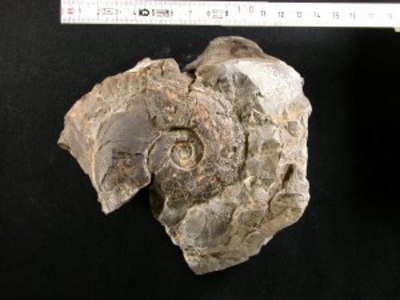 ハウエリセラス属の一種