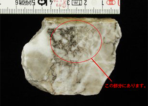サンゴの化石