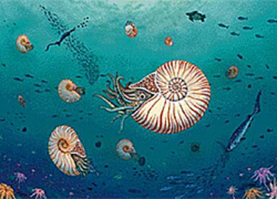 約7200万年前の和歌山の海