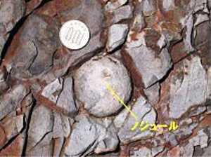串本町田並の化石