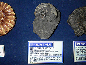展示の様子