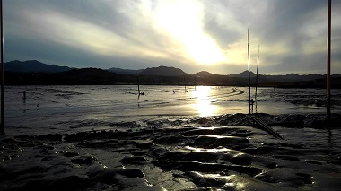 写真：有明海　佐賀県