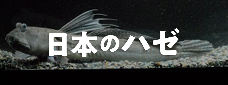 日本のハゼ