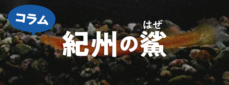 紀州の鯊