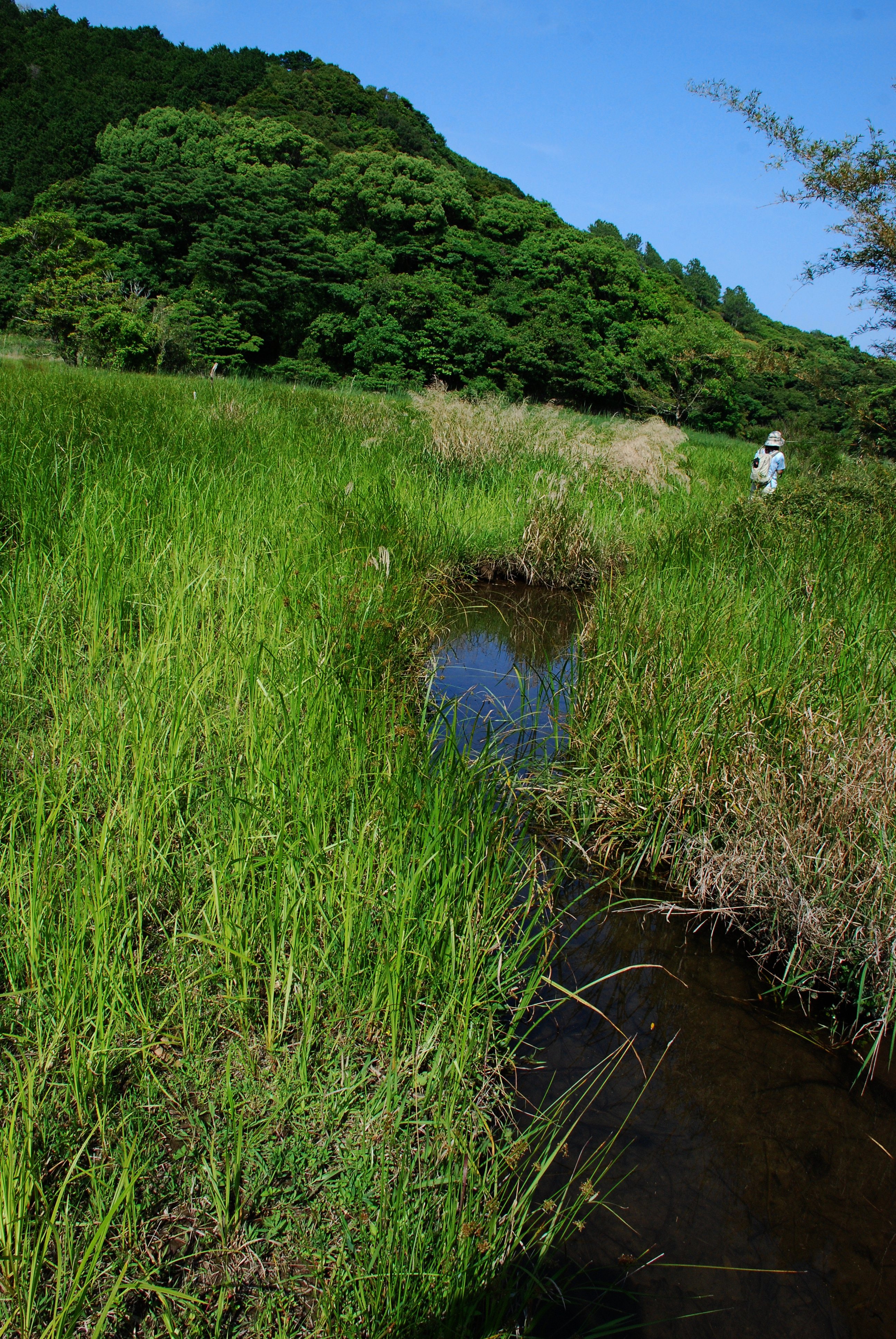 写真：河立の湿地　太地町