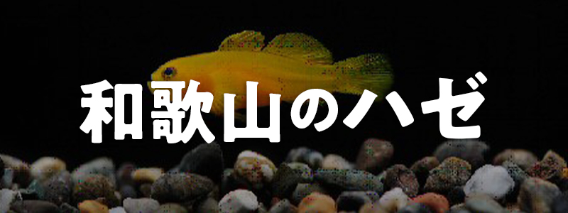 和歌山のハゼ