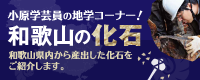 和歌山の化石