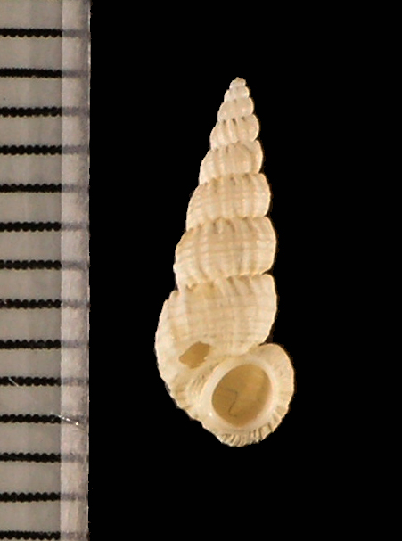 ホソアラメイトカケ