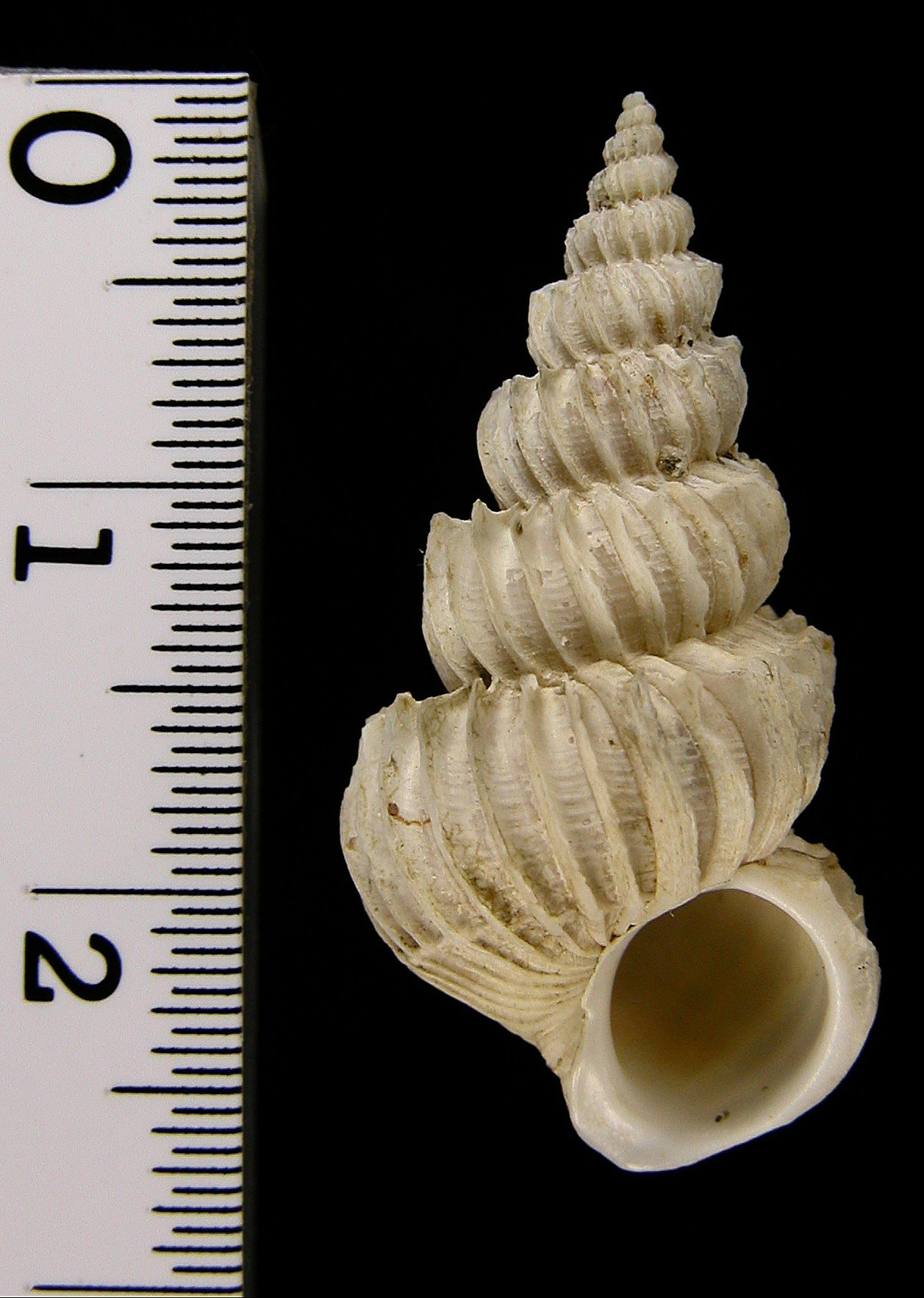 貝の標本 Septaria cumingiana 24.5mm.w&frasl; color 公式通販