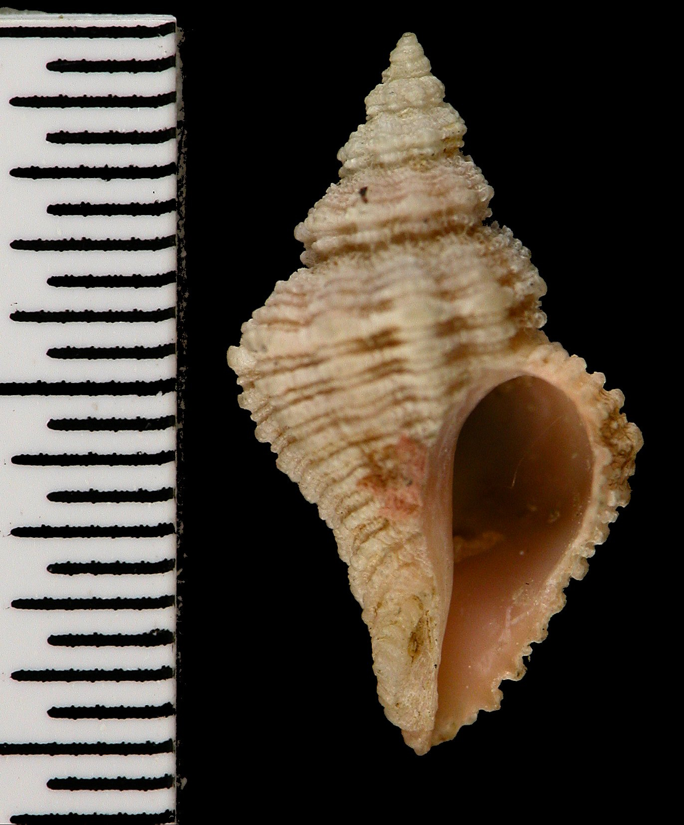 ニクイロサンゴヤドリガイ