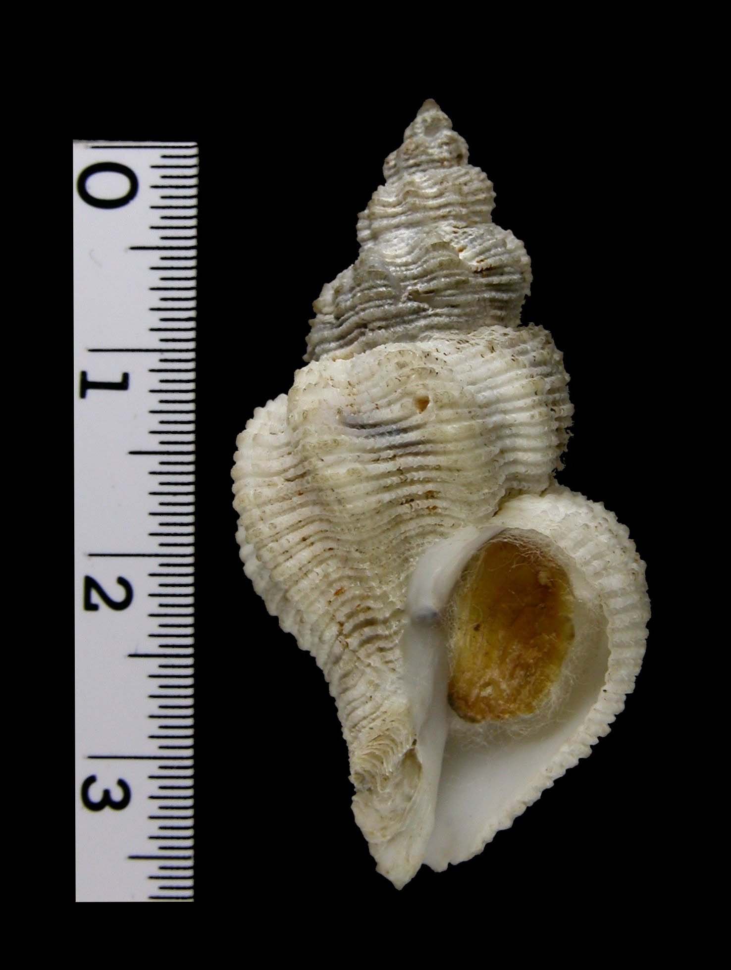 カザグルマカセンガイ