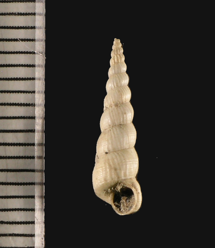 ナガイイトカケ