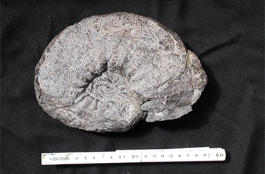 ammonite02.png