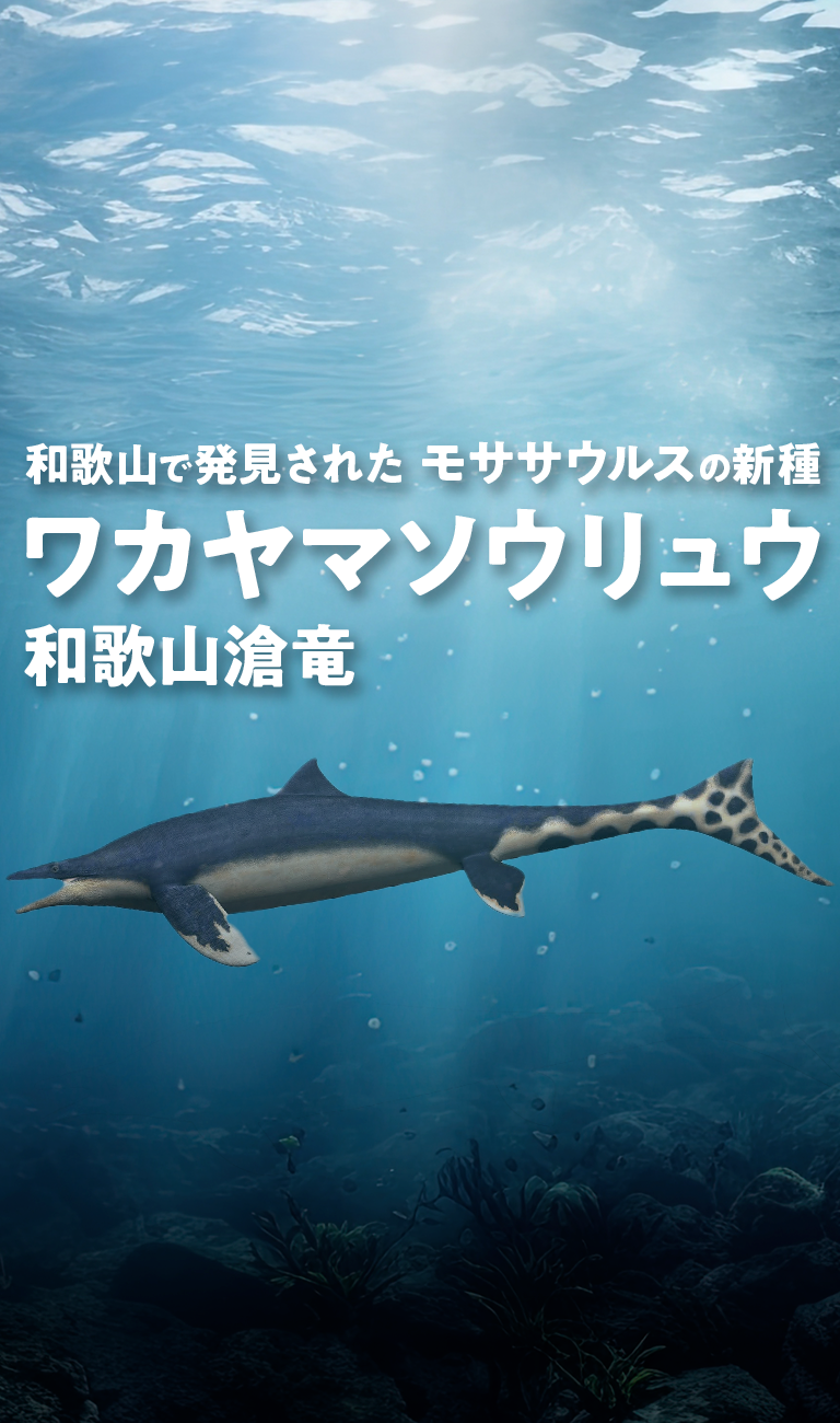 和歌山で発見された モササウルスの新種 ワカヤマソウリュウ