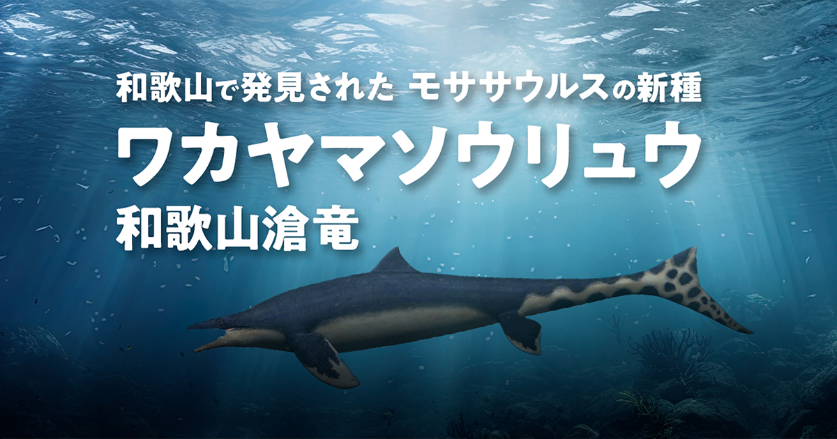 和歌山県立自然史博物館 限定 ワカヤマソウリュウ 歯化石